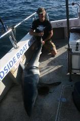 125 lb Blue Shark by Geraint