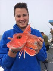2 lb Red Gurnard by Phil Rogers