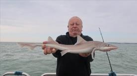 5 lb Smooth-hound (Common) by Emrys