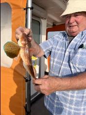 1 lb 4 oz Grey Gurnard by Unknown