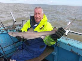 6 lb Smooth-hound (Common) by Bill