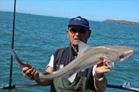 7 lb Starry Smooth-hound by Billy