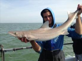12 lb Smooth-hound (Common) by Unknown