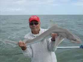 11 lb 4 oz Starry Smooth-hound by harry