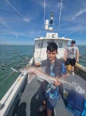 3 lb Smooth-hound by Unknown