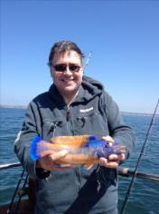 1 lb 15 oz Cuckoo Wrasse by Andy E
