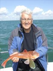 2 lb 2 oz Tub Gurnard by Unknown