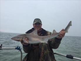 14 lb Starry Smooth-hound by Unknown