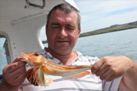 1 lb Tub Gurnard by Dave