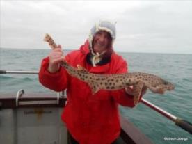 10 lb Bull Huss by Alison G