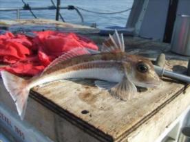 2 oz Grey Gurnard by Unknown