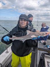 4 lb Smooth-hound by Terresa