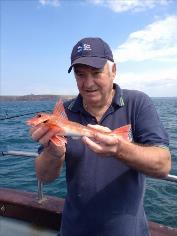 1 lb Red Gurnard by Keith