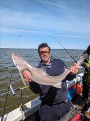 12 lb Starry Smooth-hound by Dan.