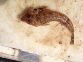 3 oz Dragonet by RAF v Police competition. New species for us .