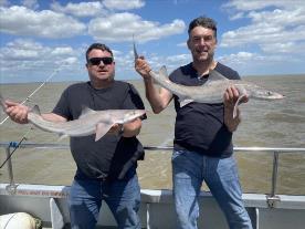 12 lb 2 oz Starry Smooth-hound by Unknown