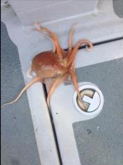 1 lb Octopus by Skipper