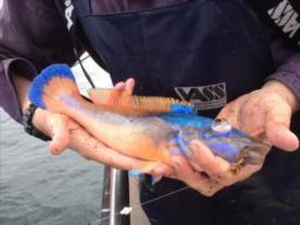 12 oz Cuckoo Wrasse by RAF v Police comp practice day