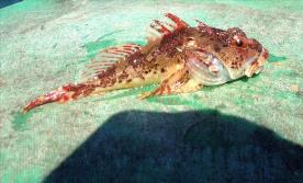 2 oz Long-spined Sea Scorpion by Neil B