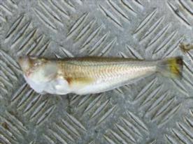 5 oz Lesser Weever by wayne bennett