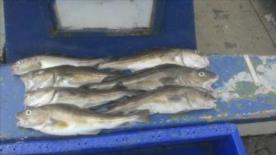 3 lb Cod by Nick Gough