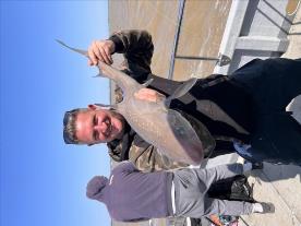 12 lb Thornback Ray by Unknown