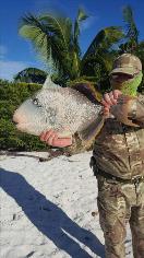 5 lb Trigger Fish by Skipper working away