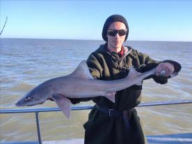8 lb Smooth-hound (Common) by David