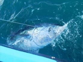 250 lb Bluefin Tuna by Unknown
