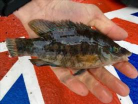 2 oz Ballan Wrasse by Unknown