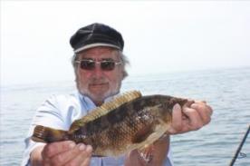 2 lb Ballan Wrasse by Tony Curwen