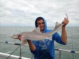 7 lb 8 oz Smooth-hound (Common) by Unknown