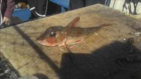 5 oz Tub Gurnard by Unknown