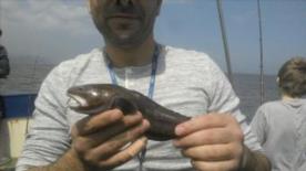 4 oz Shore Rockling by Unknown