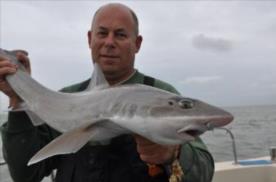 14 lb Smooth-hound (Common) by The skipper