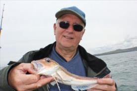 8 oz Grey Gurnard by Mike