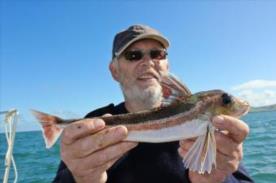12 oz Grey Gurnard by Donald
