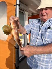 2 lb Red Gurnard by Colin
