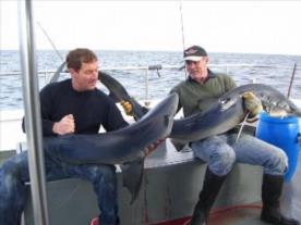 100 lb Blue Shark by mark and dave