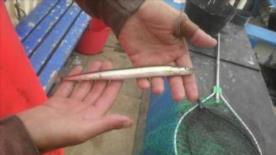 1 oz Sand Eel by Unknown