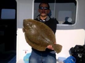9 lb Brill by Unknown