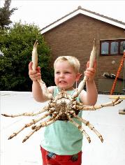2 oz Spider Crab by Unknown