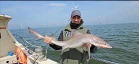 10 lb Smooth-hound (Common) by Jay