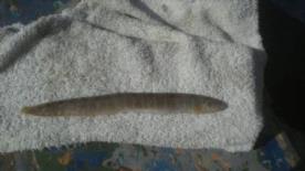 1 oz Butterfly Blenny by Unknown