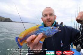 1 lb Cuckoo Wrasse by Chris