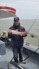 2 lb 8 oz Smooth-hound (Common) by Unknown