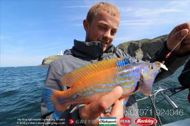 1 lb Cuckoo Wrasse by Carlos