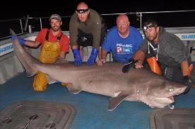 513 lb Six Gill Shark by Phil