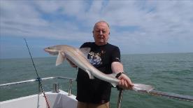 11 lb Smooth-hound (Common) by Emrys
