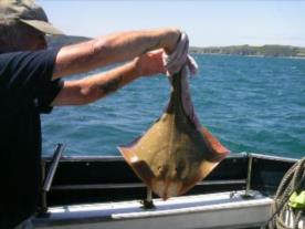 11 lb 6 oz Blonde Ray by The Crew